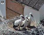 Capi_Dubne_20250705_153503.jpg