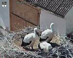 Capi_Dubne_20250705_154003.jpg