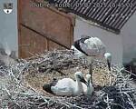 Capi_Dubne_20250705_154502.jpg