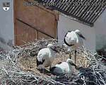 Capi_Dubne_20250705_155002.jpg