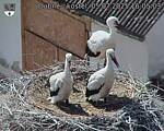 Capi_Dubne_20250705_160503.jpg