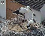 Capi_Dubne_20250705_170503.jpg