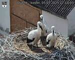 Capi_Dubne_20250705_171003.jpg