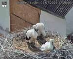 Capi_Dubne_20250705_172503.jpg