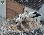 Capi_Dubne_20250705_173002.jpg