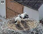 Capi_Dubne_20250705_173503.jpg