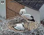 Capi_Dubne_20250705_175003.jpg