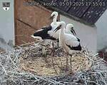 Capi_Dubne_20250705_175503.jpg