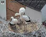 Capi_Dubne_20250705_180503.jpg