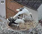 Capi_Dubne_20250705_182002.jpg