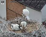 Capi_Dubne_20250705_182503.jpg
