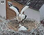 Capi_Dubne_20250705_183003.jpg