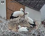 Capi_Dubne_20250705_184503.jpg