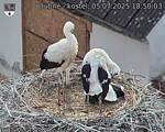 Capi_Dubne_20250705_185003.jpg