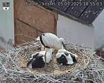 Capi_Dubne_20250705_185503.jpg