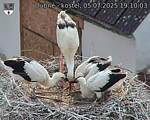Capi_Dubne_20250705_191003.jpg
