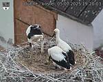Capi_Dubne_20250705_192003.jpg