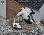 Capi_Dubne_20250705_193503.jpg