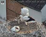 Capi_Dubne_20250705_201003.jpg