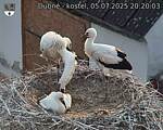 Capi_Dubne_20250705_202003.jpg