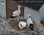 Capi_Dubne_20250705_202503.jpg