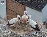 Capi_Dubne_20250705_203003.jpg
