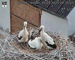 Capi_Dubne_20250705_203503.jpg