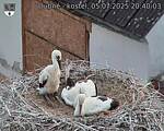 Capi_Dubne_20250705_204003.jpg