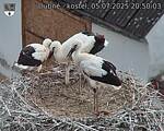 Capi_Dubne_20250705_205003.jpg