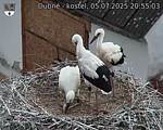 Capi_Dubne_20250705_205503.jpg