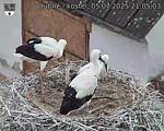 Capi_Dubne_20250705_210503.jpg