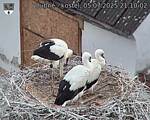 Capi_Dubne_20250705_211002.jpg