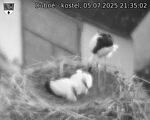 Capi_Dubne_20250705_213502.jpg