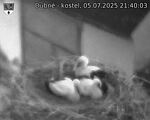Capi_Dubne_20250705_214003.jpg
