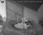 Capi_Dubne_20250705_215003.jpg