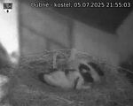 Capi_Dubne_20250705_215503.jpg