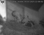Capi_Dubne_20250705_220002.jpg