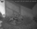 Capi_Dubne_20250705_221003.jpg