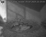 Capi_Dubne_20250705_222503.jpg