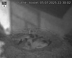 Capi_Dubne_20250705_223002.jpg
