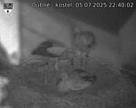 Capi_Dubne_20250705_224002.jpg