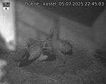 Capi_Dubne_20250705_224503.jpg