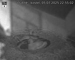 Capi_Dubne_20250705_225502.jpg