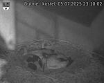 Capi_Dubne_20250705_231002.jpg