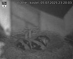 Capi_Dubne_20250705_232003.jpg