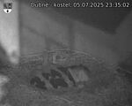 Capi_Dubne_20250705_233502.jpg