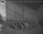Capi_Dubne_20250705_234502.jpg