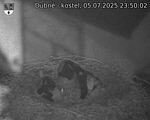 Capi_Dubne_20250705_235002.jpg