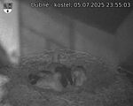 Capi_Dubne_20250705_235503.jpg