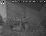 Capi_Dubne_20250706_000503.jpg